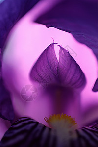 紫色的鸢尾背景图片