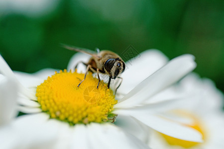 雏菊上的蜜蜂图片
