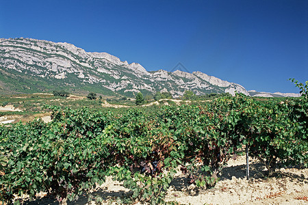 拉里奥哈葡萄酒区图片