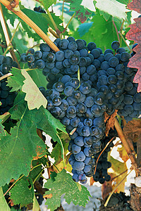 拉里奥哈葡萄园的葡萄高清图片