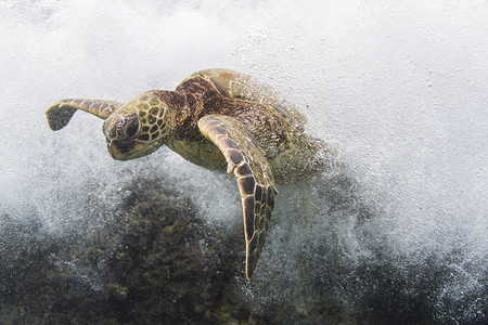 美国夏威夷海潮中海龟游泳的水下景色背景图片