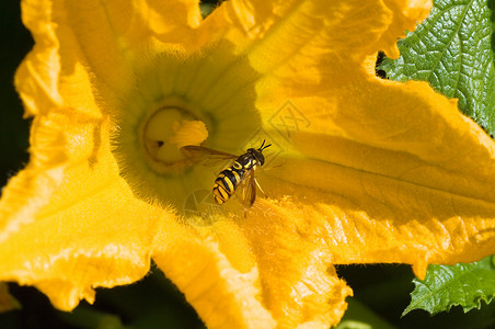 飞到花上的蜜蜂图片