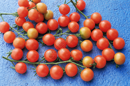 葡萄藤上的樱桃番茄图片