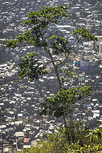 巴西里约热内卢树和拥挤的贫民窟鸟瞰图图片
