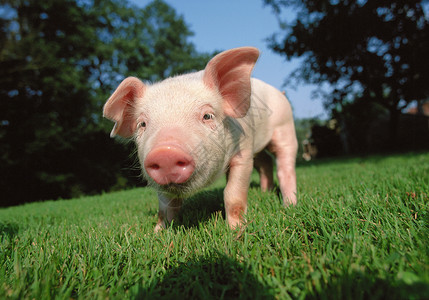 小猪动物视网膜高清图片