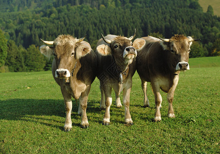 三头连接线草地上的三头牛背景