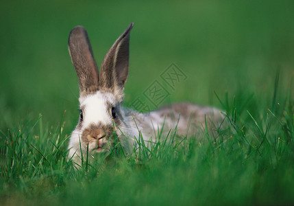 草地上的兔子背景