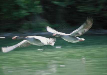 野生动物飞鸭图片