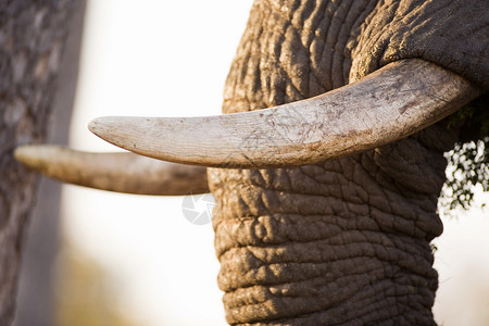 南非克鲁格非洲象的躯干和獠牙背景