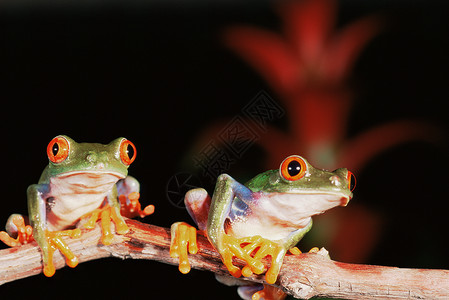 红眼树蛙背景图片