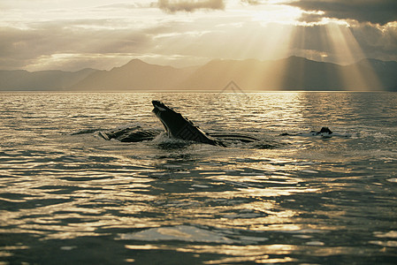 天空与鲸夕阳下的驼背鲸背景