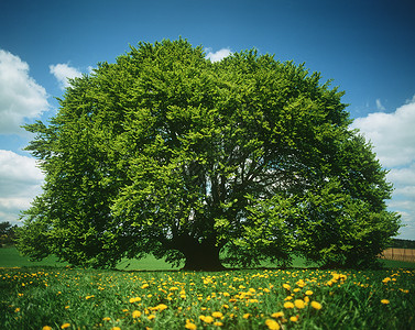 春天的树英格尔斯塔特高清图片