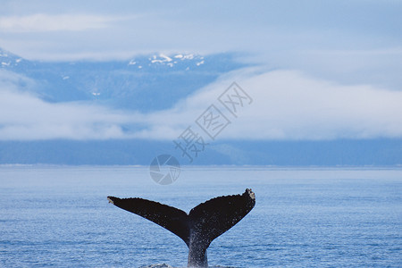 大鲸鱼素材大海里鲸鱼的尾巴背景