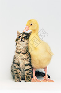 小猫和小鸭图片