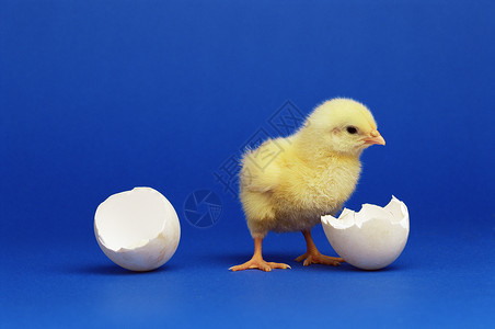 小鸡孵化毛茸茸的一只鸡高清图片