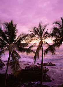 夕阳下的椰子树背景图片