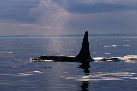 一头虎鲸浮出水面图片