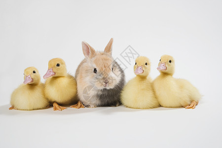 四只小鸭和一只兔子图片