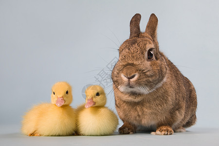 黄色兔子两只小鸭和兔子背景