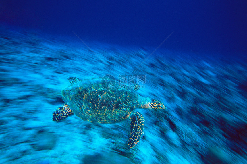 鹰嘴海龟图片