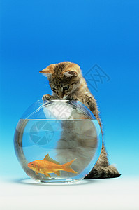 猫耳透明素材猫看金鱼背景
