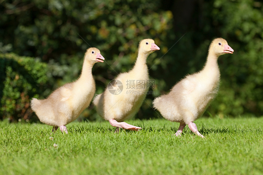 三只小鹅在草地上行走图片