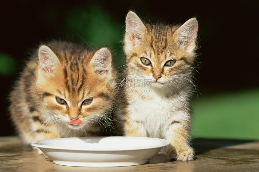 两只小猫喝牛奶图片
