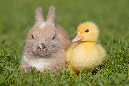 黄色的兔子兔子和小鸭在草地上背景