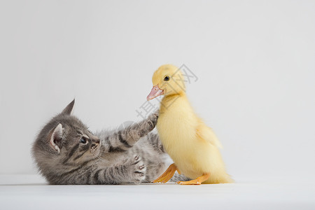 小猫和小鸭，摄影棚拍摄高清图片