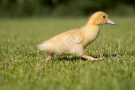 一只小鸭在草地上奔跑图片