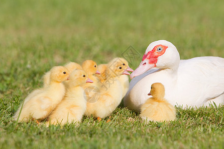 草地上的一只母鸭和一群小鸭子背景图片