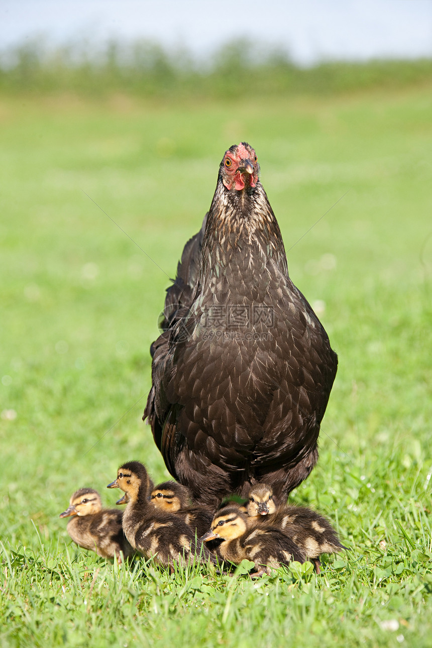草地上有一只母鸡和六只小鸭子图片