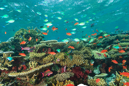 五颜六色的鱼在珊瑚礁中游泳背景图片