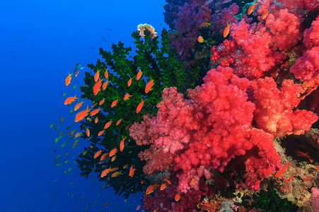五颜六色的鱼在珊瑚礁中游泳背景图片