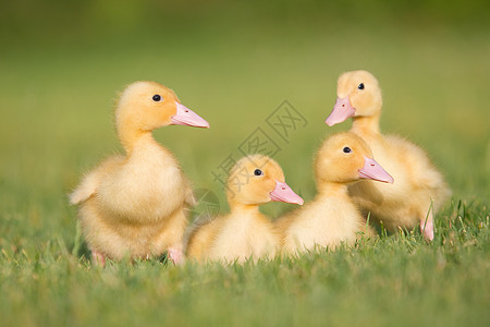 草地上的三只小鸭子背景图片