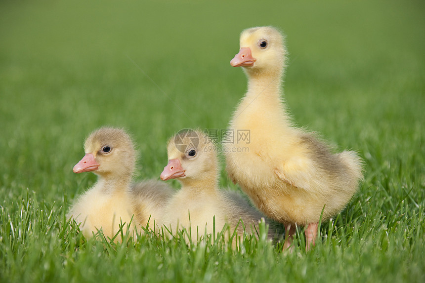 三只小鹅在草地上图片
