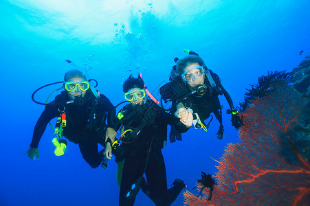潜水员在珊瑚礁游泳背景图片