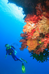 潜水的人潜水员在珊瑚礁中游泳背景