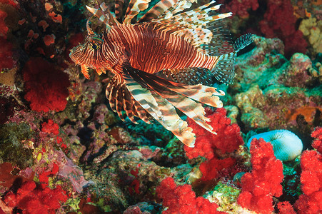 在珊瑚礁游泳的天使鱼图片