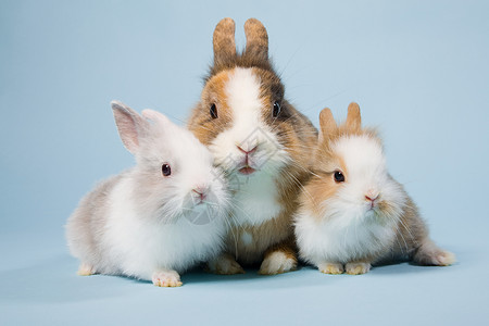 肩并肩三只兔子背景