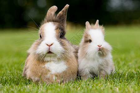 肩并肩两只兔子坐在草地上背景