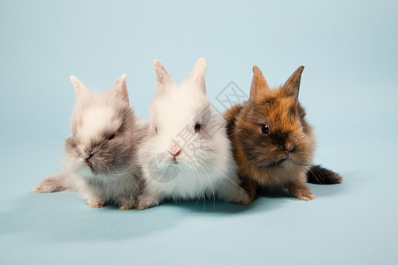三只兔子图片