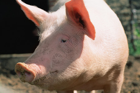 粉红色的动物猪背景