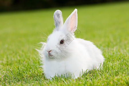 一只兔子坐在草地上背景图片