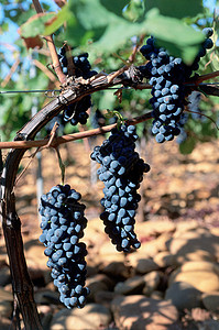 西拉葡萄西拉子葡萄高清图片