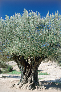 古老的橄榄树，花园桥，重塑图片