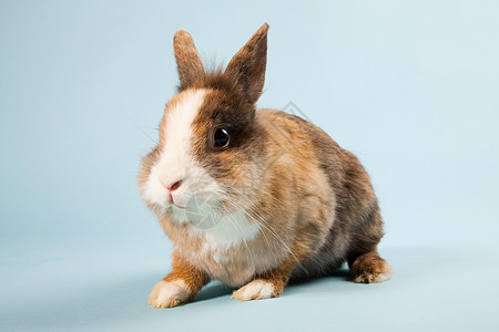 一只兔子棕色兔子高清图片