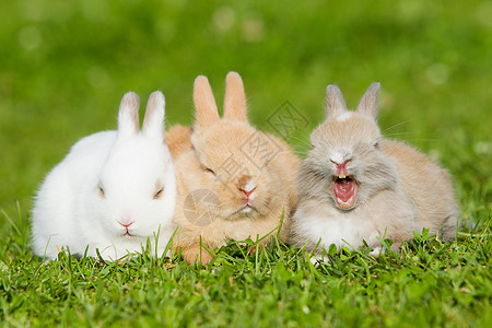 三只兔子坐在草地上图片