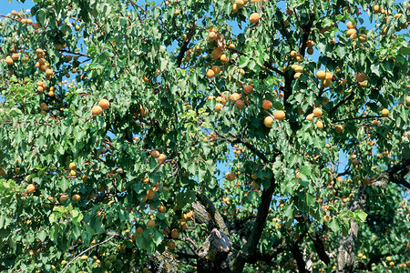 卢伯伦的杏树背景图片
