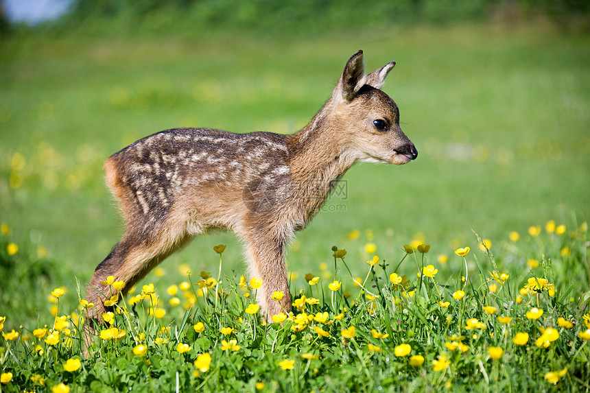 可爱的小鹿在草地上跑图片